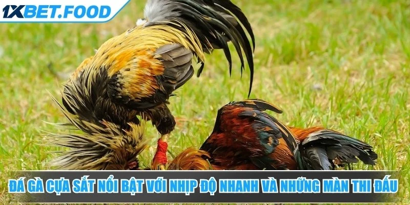 Đá gà cựa sắt nổi bật với nhịp độ nhanh và những màn thi đấu có tính kịch tính cao