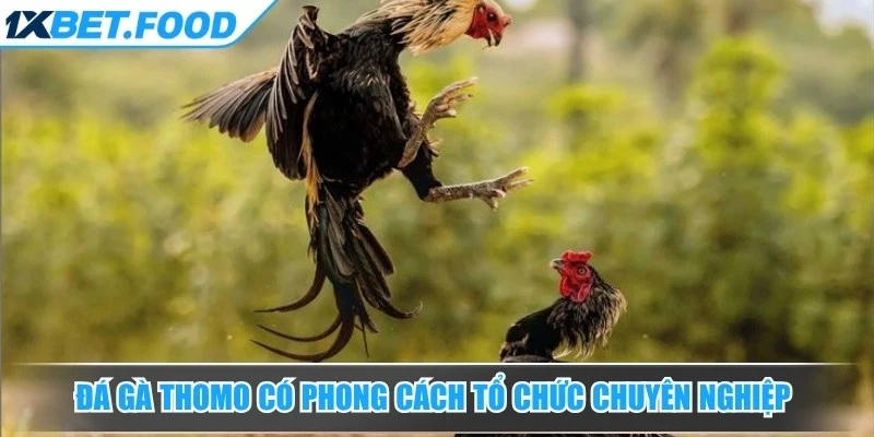 Đá gà Thomo có phong cách tổ chức chuyên nghiệp và không khí thi đấu sôi động